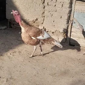 induk horaz