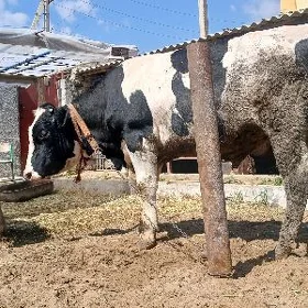 Galişdeýin we şwet öküzler