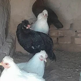 Karlik