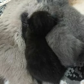 котята