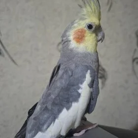 Korella