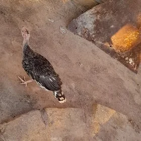 induk juje