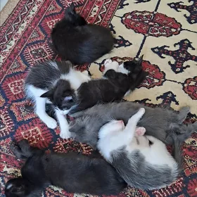 pişik