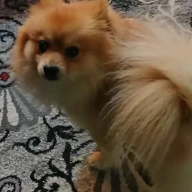 животные