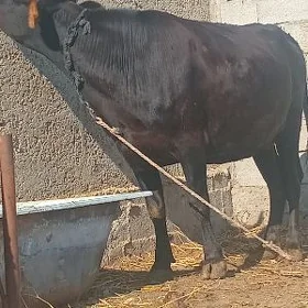 sygyr bakylgy