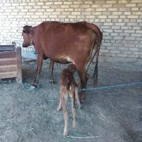 goleli sygyr