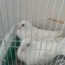 kepderi