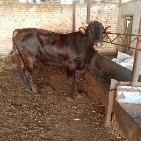 öküz