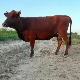 Göleli sygyr