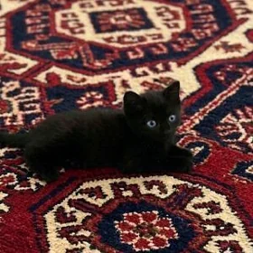 шотландский котёнок