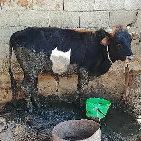 ôkúz