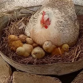 balgar juyjeli towuk balakly