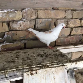 голубы