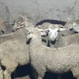 merenoz tokly