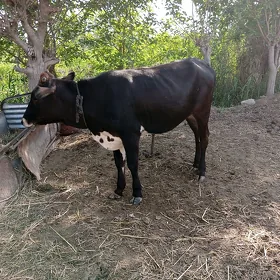 Tùwe