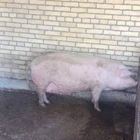 doňuz