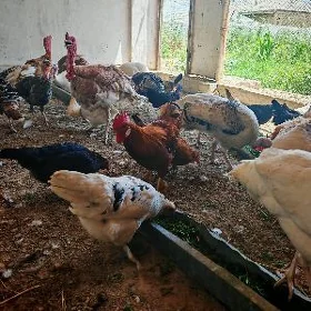 Towuk Türkmen