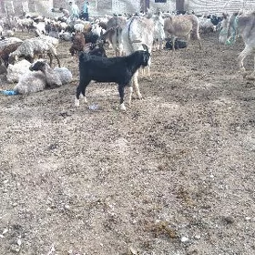 dog teke