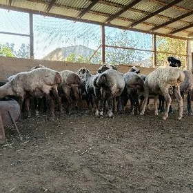 Işşek