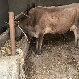 Göleli Sygyr