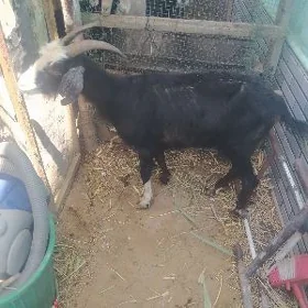гечи