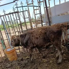 tuwe 9 aylyk