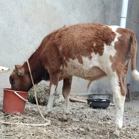 okuzce