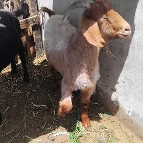 erkeç