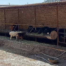 Öküzler Satlyk