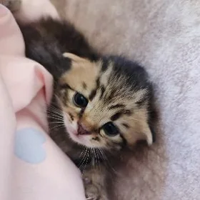 вислоухие котята мальчики