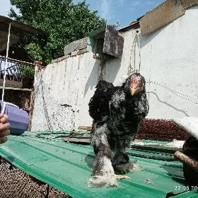Brama juyje 3ay