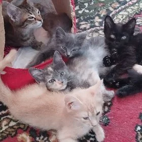 Кошки