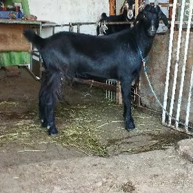elin bakylan doğ erkec ekiz