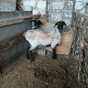 semyz goýun eşek goýun
