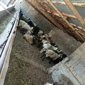 goýn goç erkeç