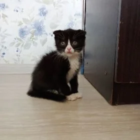 Мальчик шотландский вислоухий