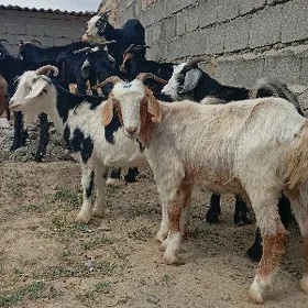 dog erkec geci