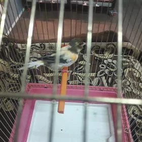 bilbil
