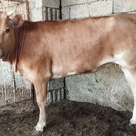 göle gole tuwe tüwe