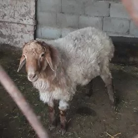 goýyn