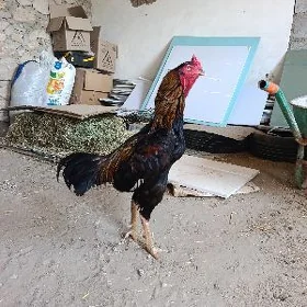 baysok