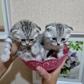 Котята породы шиншиллы