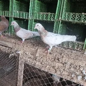 kepderi