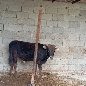 öküz