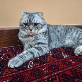pişik