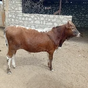 öküzçe