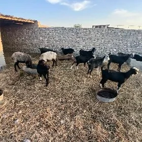 Geçi ,dog ,