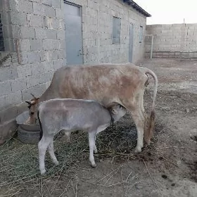golelı sygyr