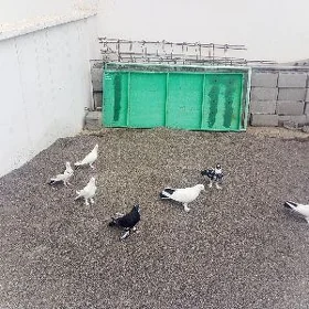 kepderi