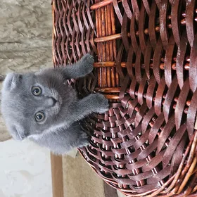 шотландские вислоухие котята